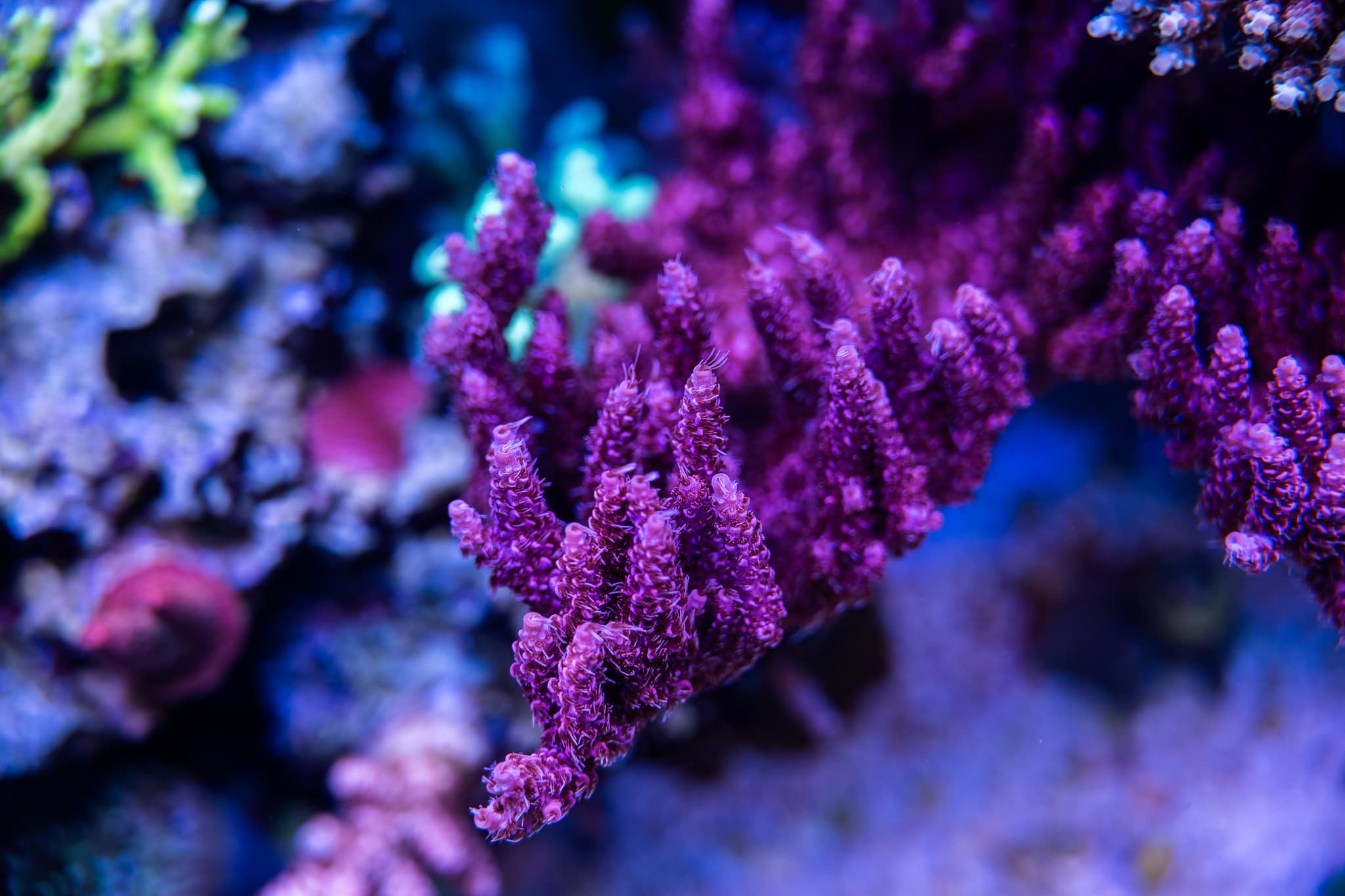 Acropora Red Fuzz